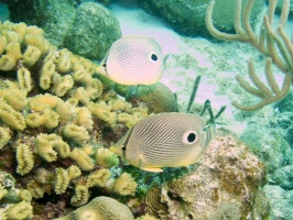 Foureye Butterflyfish IMG 5570